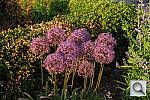 Click to see YIMG_0945.JPG