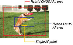 Canon SL1 review -- Autofocus area