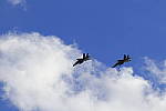Click to see Y-MG-2295.JPG