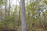 Click to see Y-MG-2553-FLASH-ON.JPG