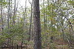 Click to see Y-MG-2554-FLASH-OFF.JPG