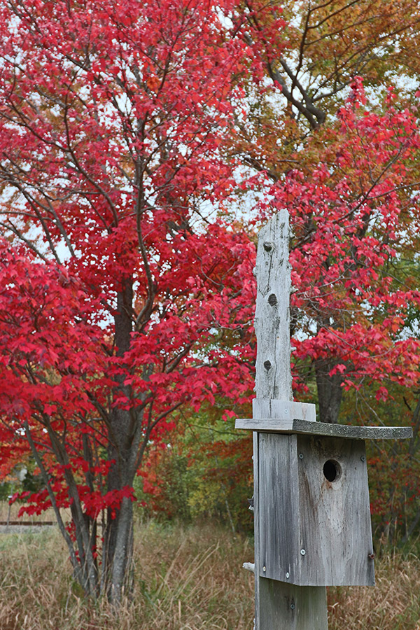 Canon SL2 Review: Field Test -- Gallery Image