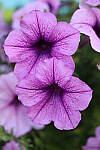 Click to see YIMG_3501.JPG