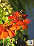 Click to see YIMG_0521.JPG