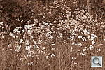 Click to see YSEPIA.JPG