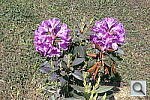 Click to see YSWAPCOLOR.JPG