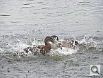 Click to see YIMG_0023.JPG