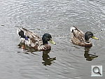 Click to see YIMG_0024.JPG