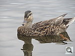 Click to see YIMG_0025.JPG