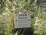 Click to see Y-SX60-IMG_0070-Tri.JPG