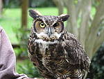 Click to see YHIMG_0077_HI-ISO.JPG