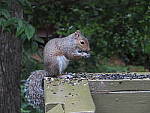 Click to see YG-IMG_0054.JPG