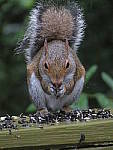 Click to see YG-IMG_0064.JPG