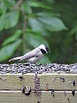 Click to see YG-IMG_0082.JPG