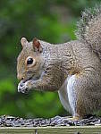 Click to see YG-IMG_0088.JPG