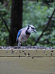 Click to see YG-IMG_0096.JPG