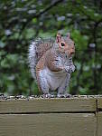 Click to see YG-IMG_0109.JPG
