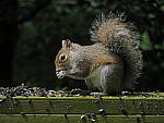 Click to see YG-IMG_0118.JPG