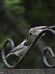 Click to see YG-IMG_0127.JPG