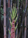 Click to see YG-IMG_0137.JPG