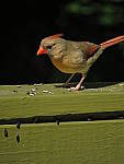 Click to see YG-IMG_0161.JPG