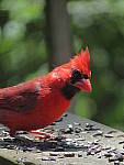 Click to see YG-IMG_0181.JPG