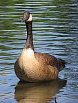 Click to see YG-IMG_0198.JPG
