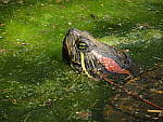 Click to see YG-IMG_0216.JPG