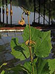 Click to see YG-IMG_0270.JPG