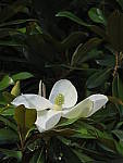 Click to see YG-IMG_0334.JPG