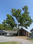 Click to see YG-IMG_0363.JPG