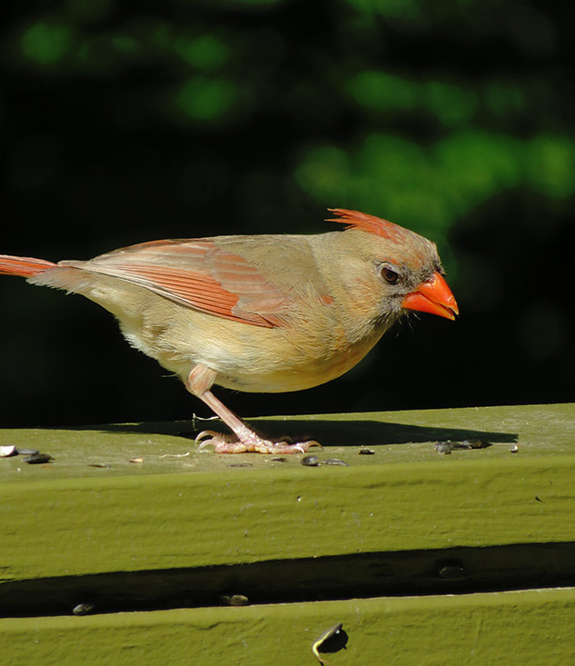 Canon SX720 Review - sample gallery image