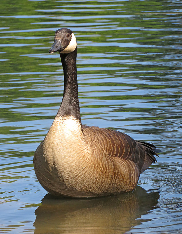 Canon SX720 Review - sample gallery image