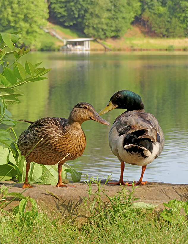 Canon SX720 Review - sample gallery image