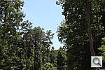 Click to see T4IPINE-DPP3.JPG
