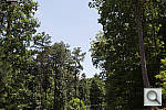 Click to see T4IPINE_ACR300r03.JPG