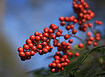 Click to see Y-50mm-1878-EDIT.JPG