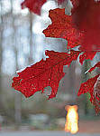 Click to see Y-50mm-1942-EDIT.JPG