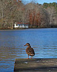 Click to see Y-50mm-1974-EDIT.JPG