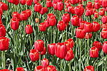 Click to see Y-IMG_0706.JPG