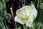 Click to see Y-IMG_0708.JPG