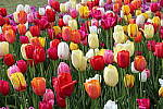 Click to see Y-IMG_0717.JPG