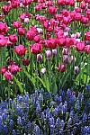 Click to see Y-IMG_0734.JPG