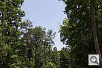 Click to see T5IPINE_ACRu300r03.JPG