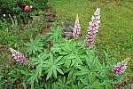 Click to see YIMG_1108_Standard.JPG