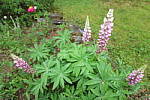 Click to see YIMG_1109_Soft-Focus.JPG