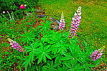 Click to see YIMG_1111_Art Bold.JPG