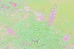 Click to see YIMG_1112_Water Painting.JPG