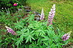 Click to see YIMG_1114_Miniature.JPG