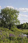 Click to see Y_MG_0429.JPG